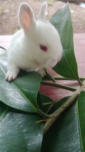 🐰 “The Cutest Tiny Baby Bunny with Adorable Emerald Eyes Today”