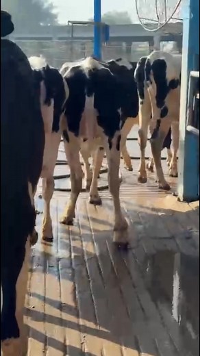 19K views · 618 reactions | Imported Non pregnant or ready to inseminate/ Heifer & pregnant heifer available for sale 03042928053 #captaindairynutrition #captaindairyfarm #neutrasutical #BypassFat #FarmersSuccess #animalhealth #dairy #captainamerica #captain #capcut | Captain Dairy Farm | Facebook