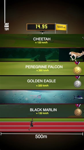 Animal Speed vs Human Speed