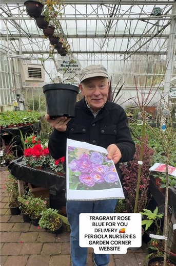 #add WEB-SHOP https://pergolanurseries.ecwid.com Fragrant Rose “Blue For You”.Fragrant flowers from June until October Good in pots or beds Available in WEBSHOP https://pergolanurseries.ecwid.com ALL IRELAND DELIVERY 🚚 32 Counties Pergola Nurseries Garden Corner, Virginia, Co Cavan “A gardeners oasis of quality plants “ Open Tuesday to Saturday 10.3-5 Open Sundays 2-5 #fyp #flowerbulbs #gardenideas #gardening