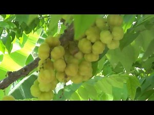 Phyllanthus emblica.