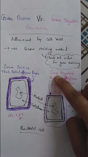 Gram Positive Vs Gram Negative Bacteria | Basics of Microbiology | Types of Bacteria