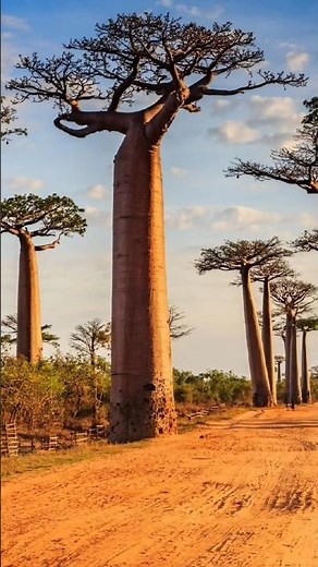 7 Crore saal pehle India se juda hua tha Madagascar! 🌍