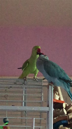 I’m sexy and I know it....👌🏻 #funnyparrots #fyp #foryou #foryoupage #dancingparrots #matingdance #animals #birds #funnyanimals #funny #dancing #kiss