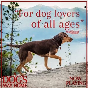 #ADogsWayHomeMovie is for the dog lover in all of us. Follow Bella’s 🐶 incredible journey home in theaters today! | Empire Movies