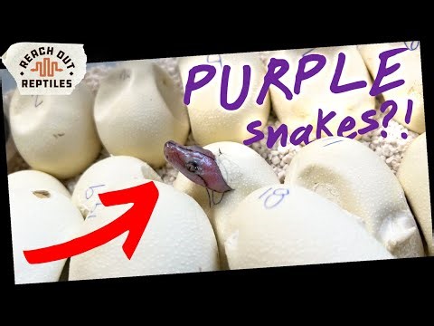 Clutch 13- Lucky or Unlucky?