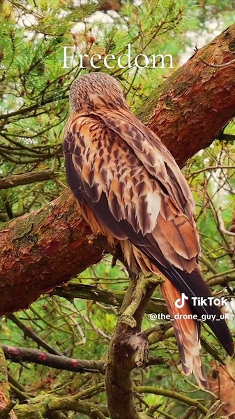 The Drone Guy UK on TikTok