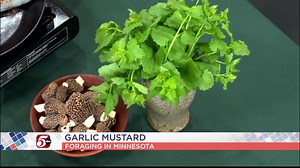 What to know about foraging in Minnesota