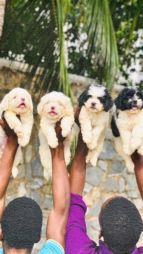 Beautiful Lhasa pups ☺️ 💕 #lhasaapso #lagosnigeria🇳🇬 #puppies #adoption #love