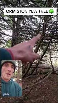 Ormiston Yew Scotland #Scotland #yew #tree #yewtree #nature #celtictree #standingstones #foraging