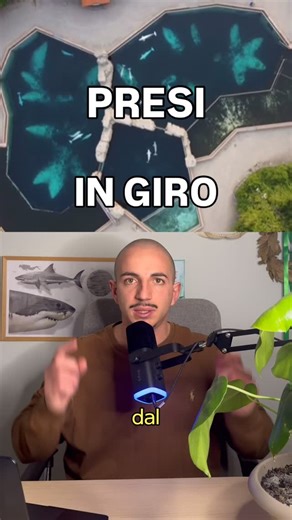 Lorenzo on Instagram: "siamo ancora molto lontani da una soluzione reale (thanks @wearetidebreakers for the info) #beluga #orca #canada #antibes #marineland"