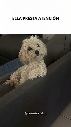 little dog listens carefully 🥹