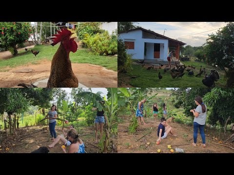 Alimentando as galinhas + fartura boa aqui no sítio, graças a Deus 👐