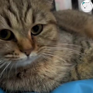 "Meow meow" cả ngày -Phương- #meocomicsofficial #yeuthucung #giaitri | Méo