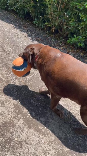I’m walking Ardie on his property and Ardie is taking his ball for an adventure with us. 🥰 | Uncle Mick’s Pet Check-ins, Pack Plays & Dog Walking
