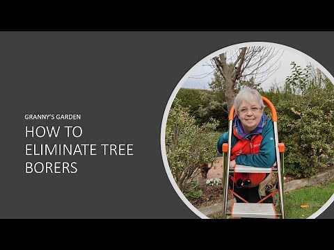 HOW TO ELIMINATE TREE BORERS