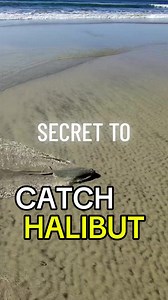 Shore Halibut Tip: Use Straight Black Tar on Swim Baits