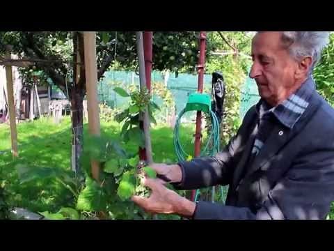 Ivan Hričovský: PESTOVANIE MALÍN