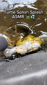 104K views · 1.1K reactions | Turtle splish splash ASMR! 梁   ~~~~~~~~~~~~~~~~~~~~~~~~~ #fish #aquarium #aquatics #reptiles #reptile #turtle #turtles #diamondbackterrapin #Dbt #turtleroom #tortoise #tortoises #cute #pets #petsofinstagram #cuteturtles #babyturtles #redearslider #Terrapin #terrapins #pond #ponds #aquascape #landscape #spottedturtle #turtlepond #concentric #endangered #reptilesofinstagram | DanTheTurtleMan | Facebook