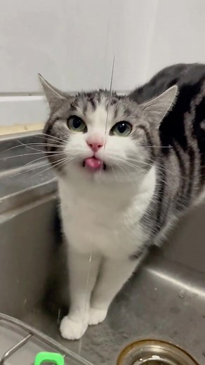 Funny Cat Videos Drinking Water Compilation