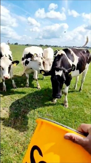 How To Call Cows #calling #cows #ranch #dairyfarming #animalfarming #youtube