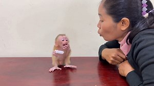 S0rry Mom....!! Newborn Ronaldo Use Hand Cover Mouth Reject To Use Baby Pacifier | Lovely Monkey ChiChi