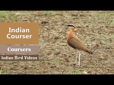 The Indian Courser (Cursorius coromandelicus)