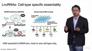Epigenomics and the Role of Long Non-coding RNAs(by Howard Chang)