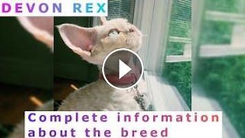 Devon Rex. Pros and Cons, Price, How to choose, Facts, Care, History