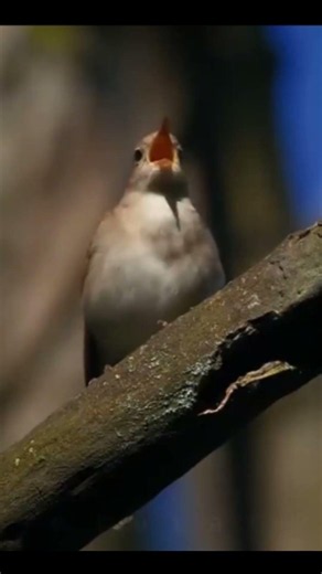 Real Nightingale Sound 4K | Beautiful Bird Singing