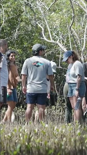 Mangroves are one of Australia’s most critical coastal ecosystems.🌱