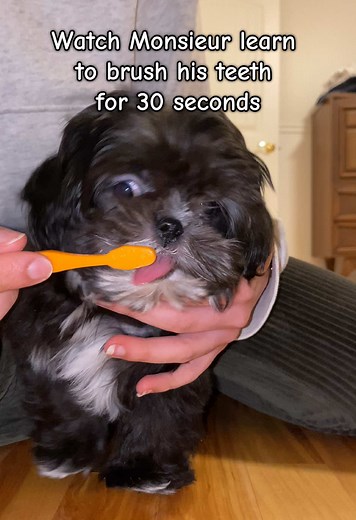 Monsieur Teaches Dogs to Brush Teeth with Peanut Butter