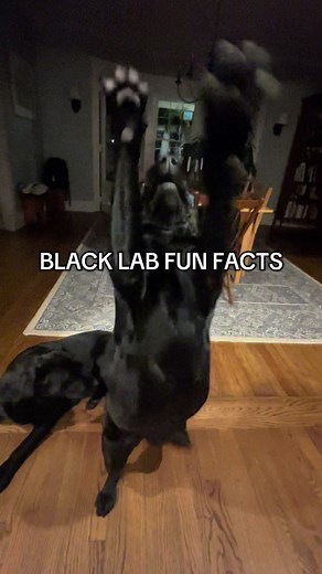 Black Lab Fun Facts You Didn't Know