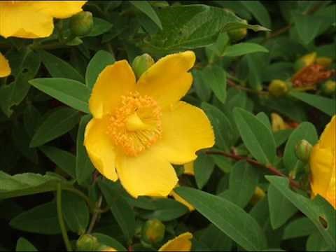 「ワルツ・コンソレーション」倉本裕基