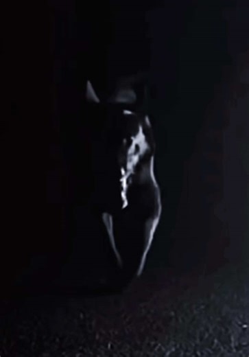 Of Silk and Fangs #dutchshepherd #workingdog #dogtraining #malinois #slowmo