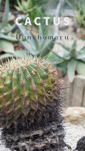 CACTUS - Bunchomaru | サボテン - 文鳥丸 #karinnakamura
