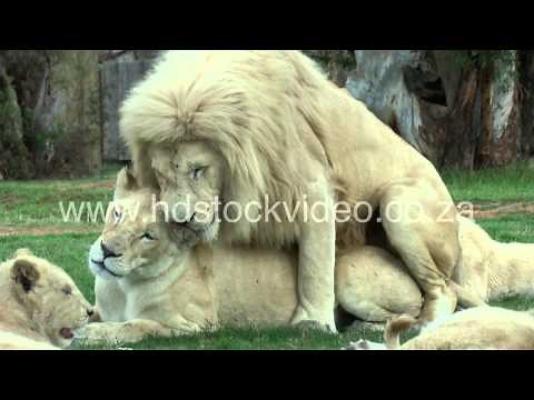 White Lions mating: 43sec (135M) - wildlife HD Stock VIDEO footage