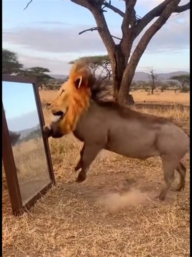 Self-Prank Gone Wrong 📷📷 #Funnyanimals