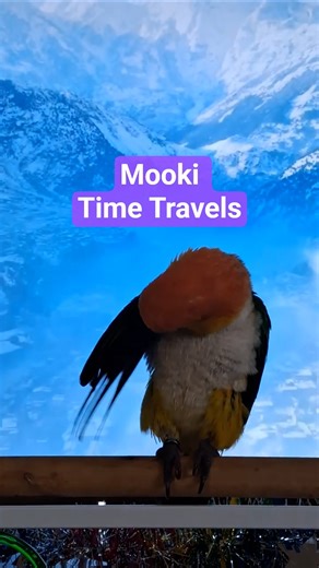 How Mooki Time Travels #shorts #timetravel #funny