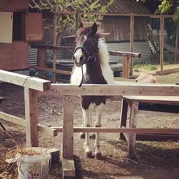 馬の鳴き声