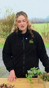 If you still have Tulips or Daffodils waiting to be planted, you still have a chance to get them in the ground 🌼 | J.Parker’s