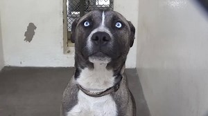 60K views · 1.4K reactions | He is just 8 months old with these...