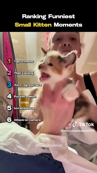 Ranking funniest small kitten moments | kittens