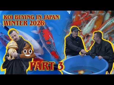 Buying Koi in Japan 🇯🇵 | Winter Koi Farm Trip 2026 (Part 3)
