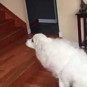 Great Pyrenees Training