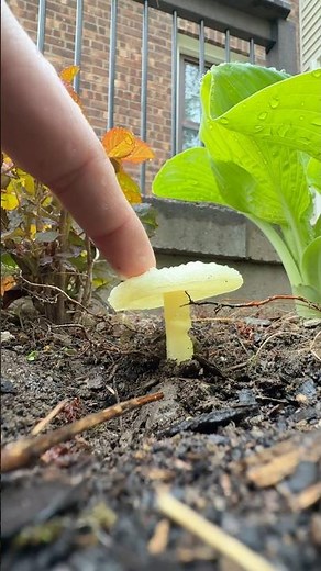 In ACTION - Mushroom Plant Waterer / Rain Collector #3dprinting #timeplast #garden #functionalprint