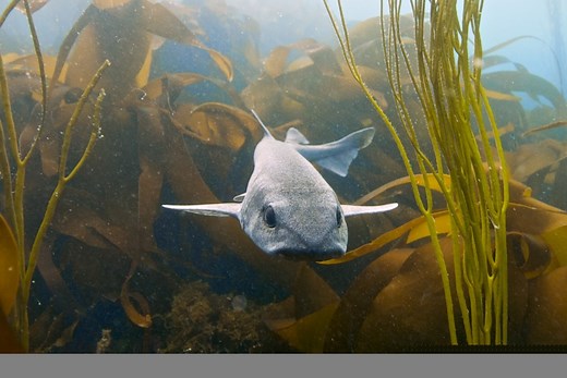 Everything You Need to Know About Dogfish