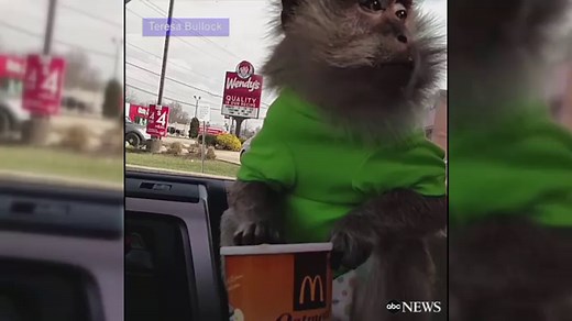 Cute monkey makes a mess of fast food breakfast