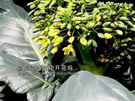 吃过西兰花，但你们见过西蓝花开花吗，我用了276天了解它 #抖音精选#新知贺岁眼界大开#西蓝花#植物科普#欢笑中国年