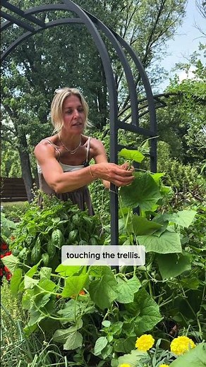 If you don’t do this to your cucumber, it might slowly die💀#garden #cucumber #trellis#gardeningtips
